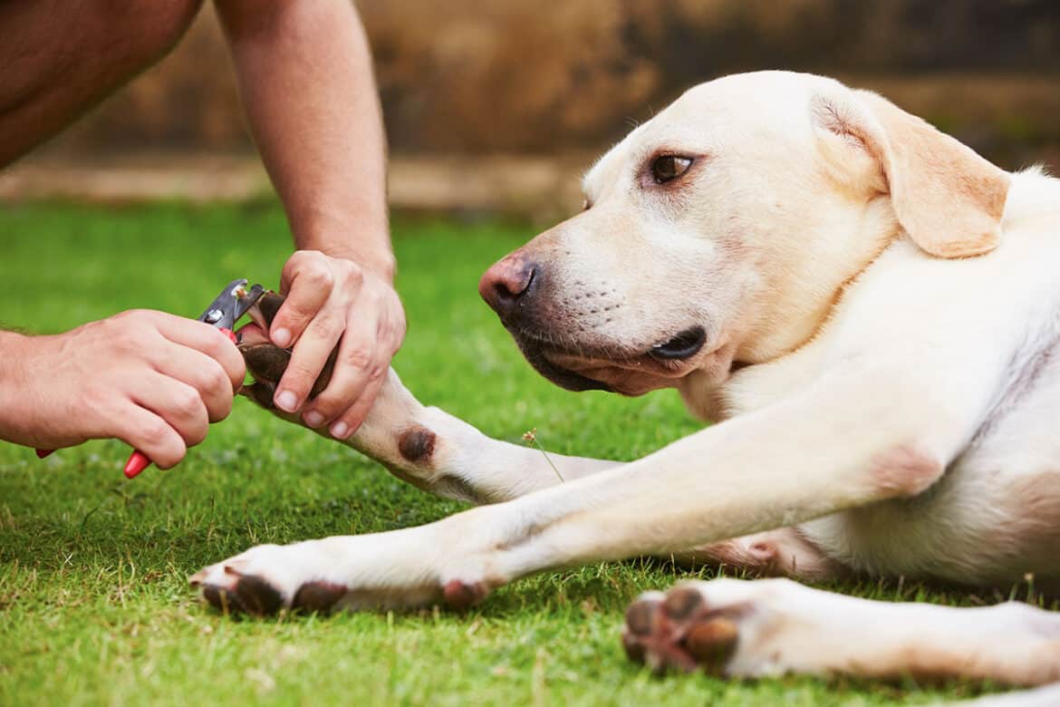 How To Clip A Dog’s Nails When The Dog Is Scared Of Clippers