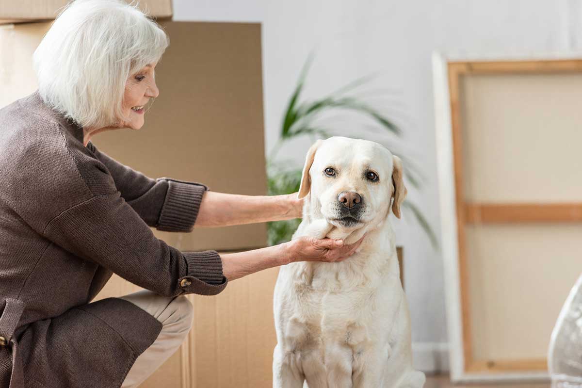 does shaving your dog help shedding