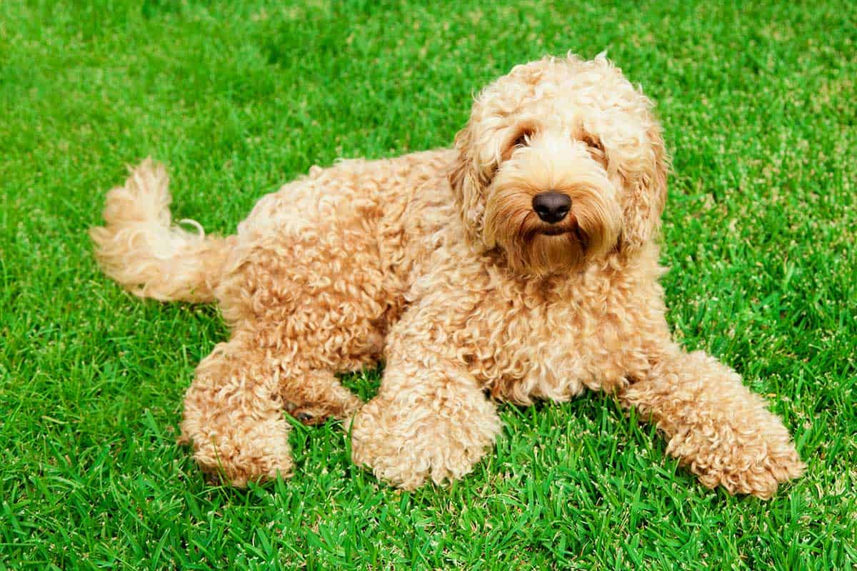 Labradoodle Resources You And How They Work