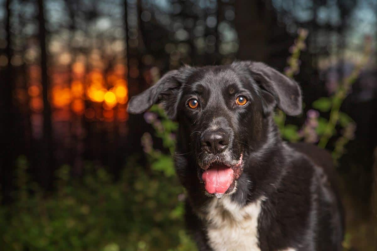 Border Collie Lab Mix - Your Ultimate Guide To The Borador Dog