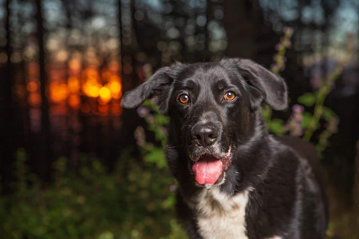 Border Collie Mix - Your Ultimate To The Dog