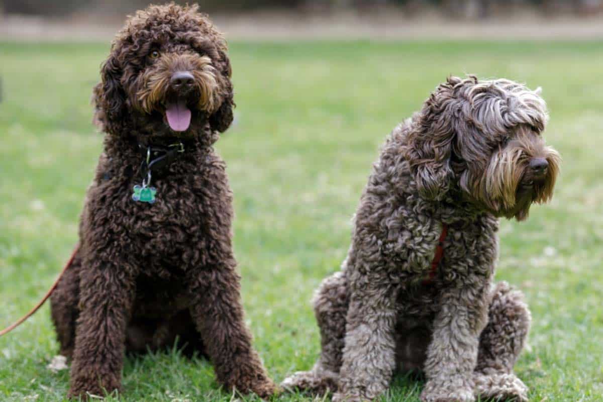 Do Labradoodles Make Good Hunting Dogs