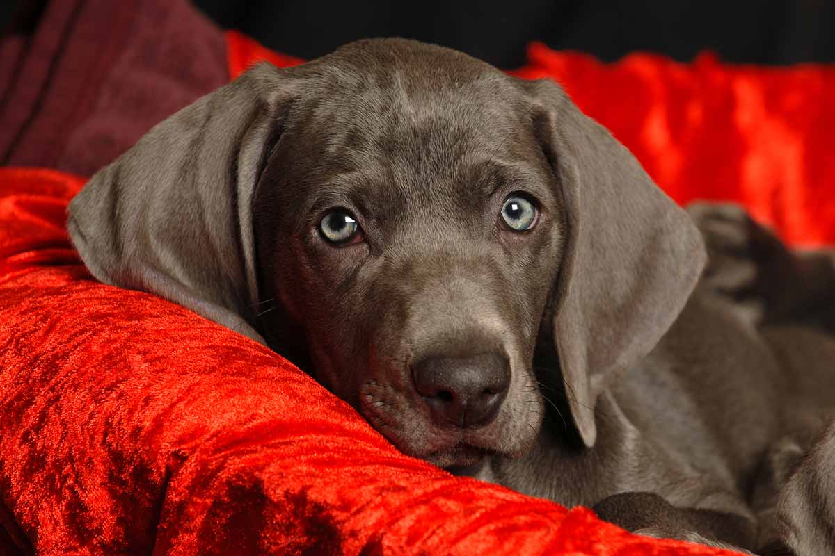 are weimaraners good guard dogs