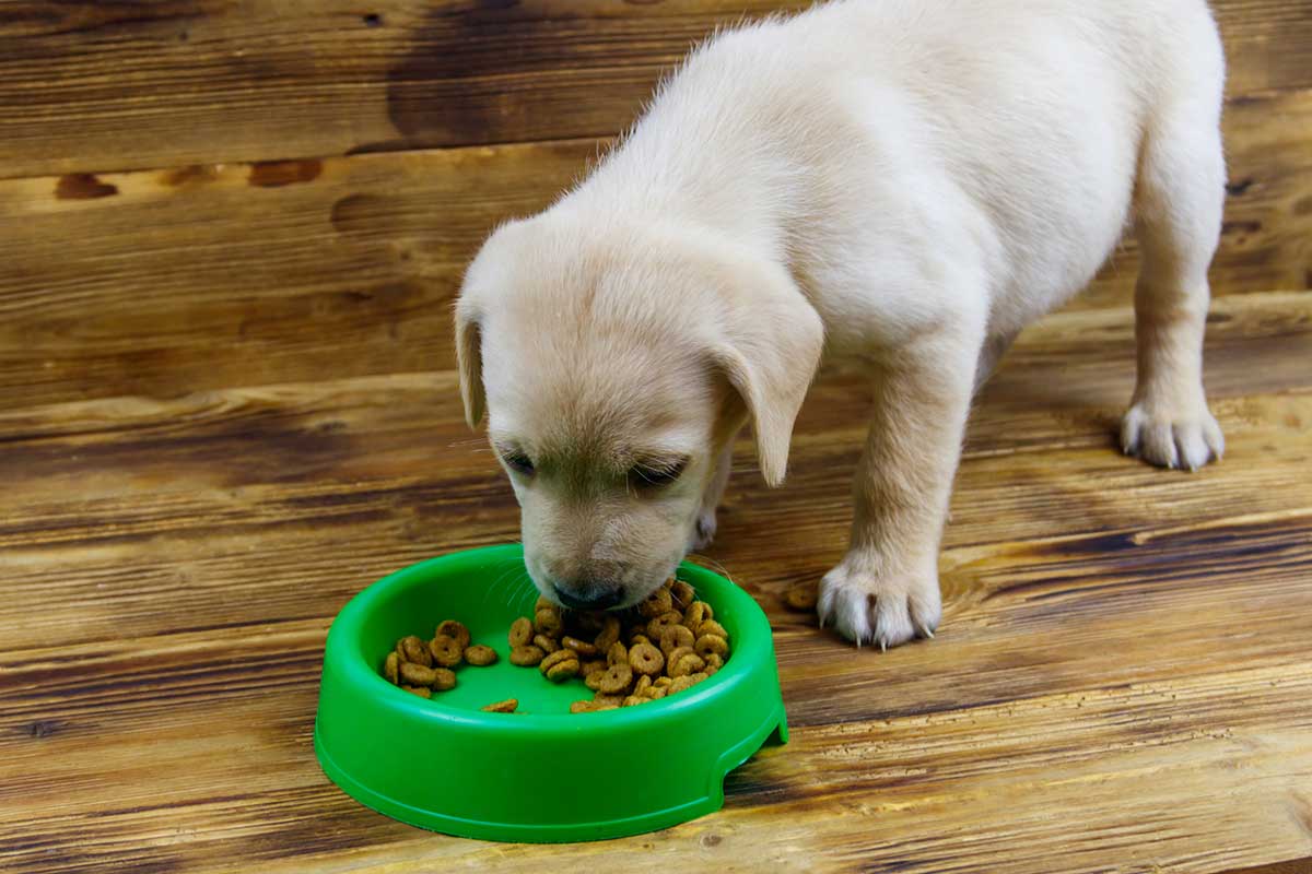 How Much Gruel Should a 4-Week Old Puppy Eat  