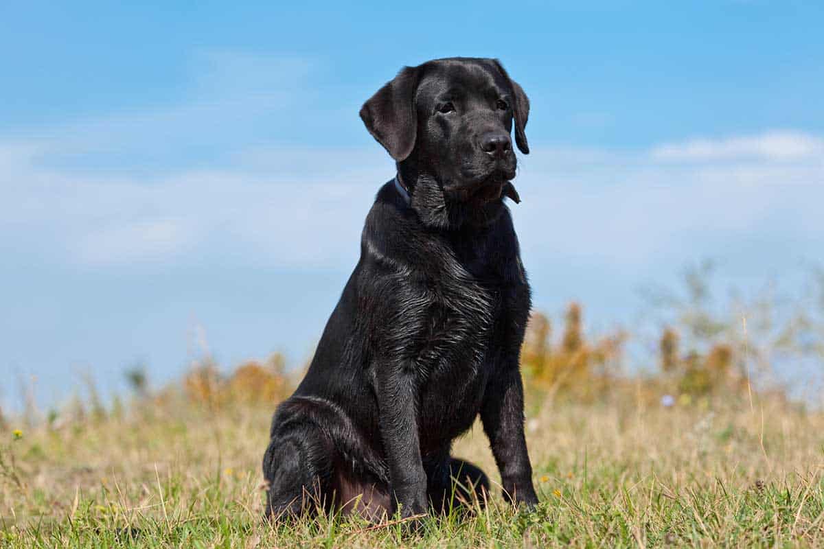 what age do female labradors stop growing