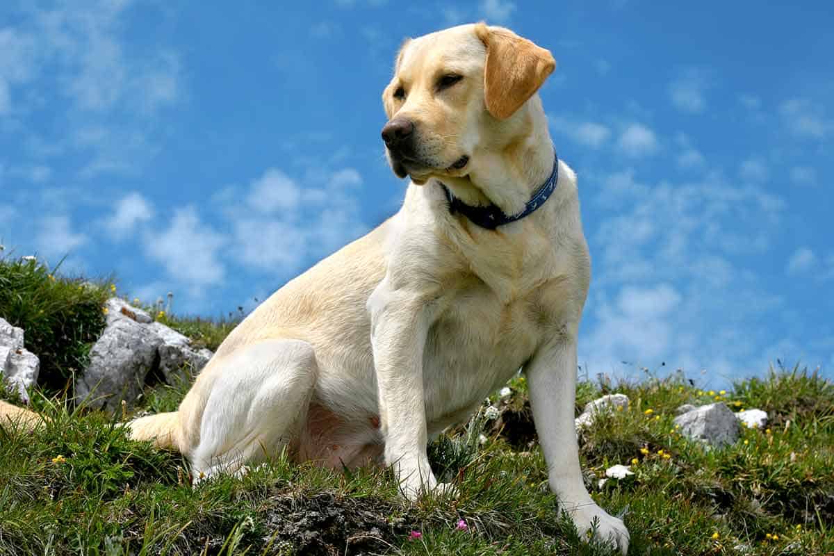 Do You Pay For Rescue Dogs
