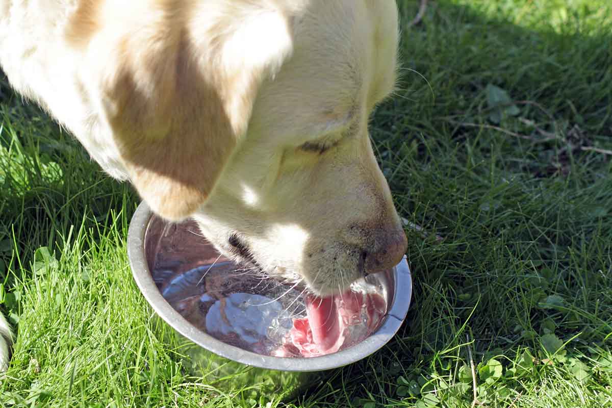 how do i get my puppy to drink water slower