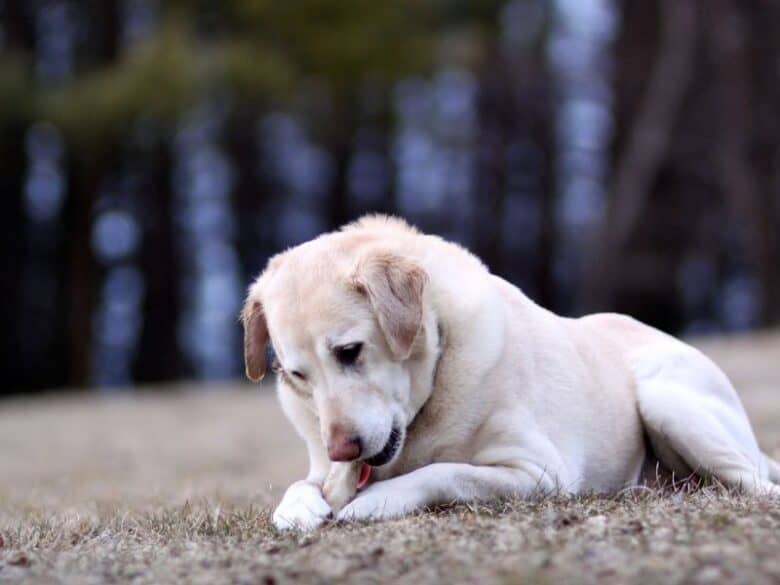 Yellow Lab chewing on an antler in the middle of a field.