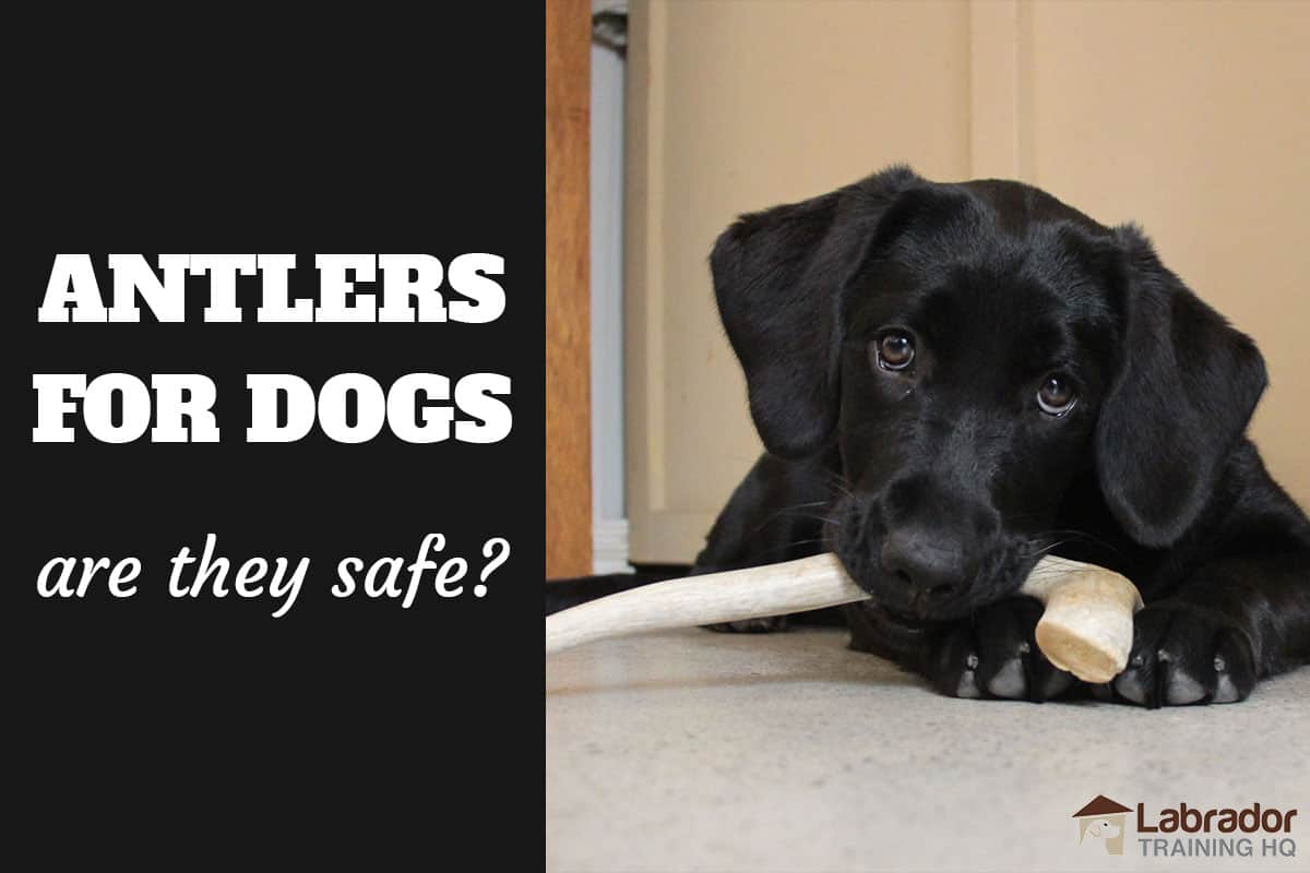 are antlers safe for dogs