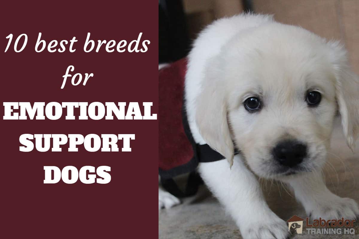 What Breeds Make For The Best Emotional Support Dogs? - LabradorTrainingHQ