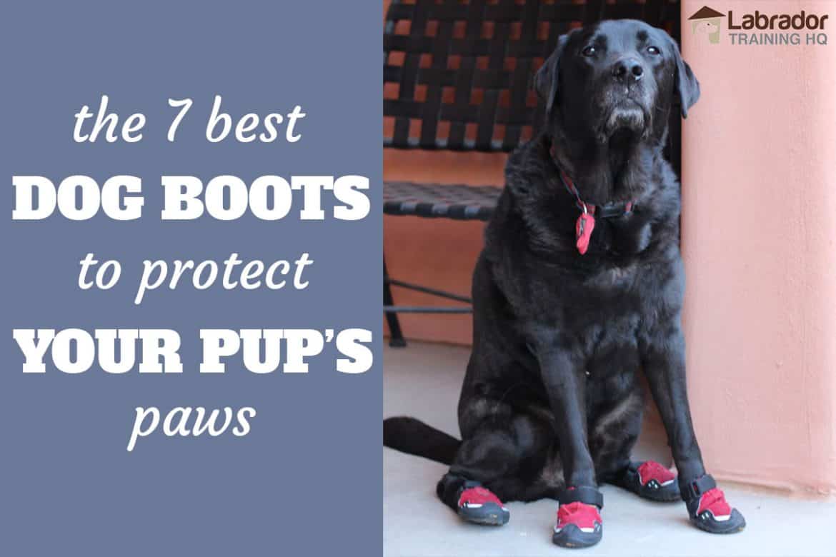 7 Best Dog Boots To Protect Your Pup’s Feet