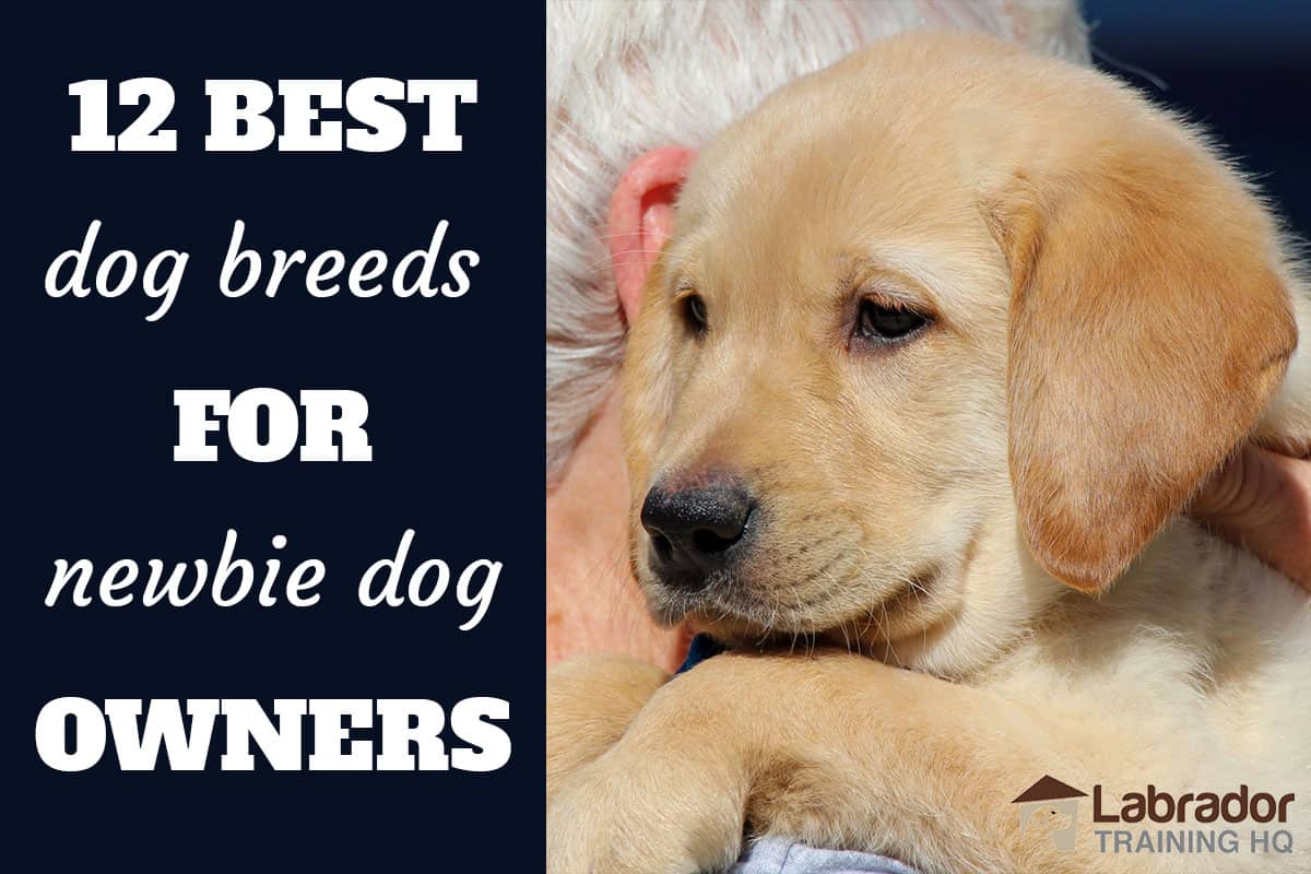 best breeds