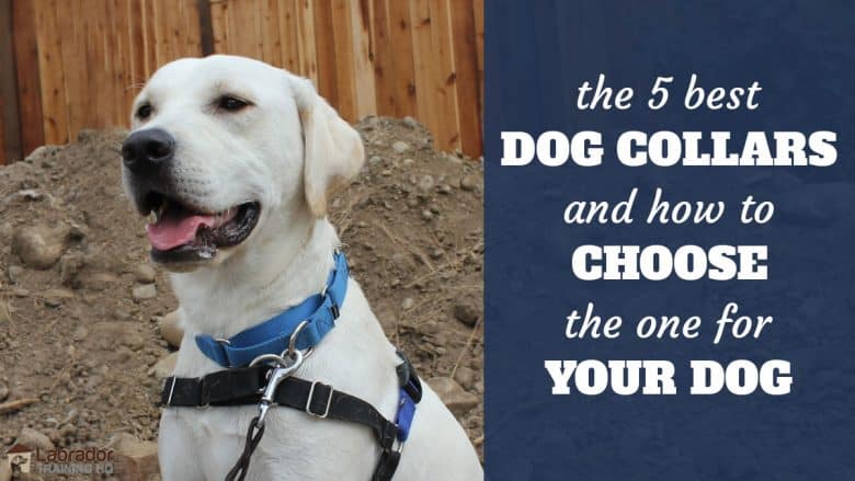 the best dog collars