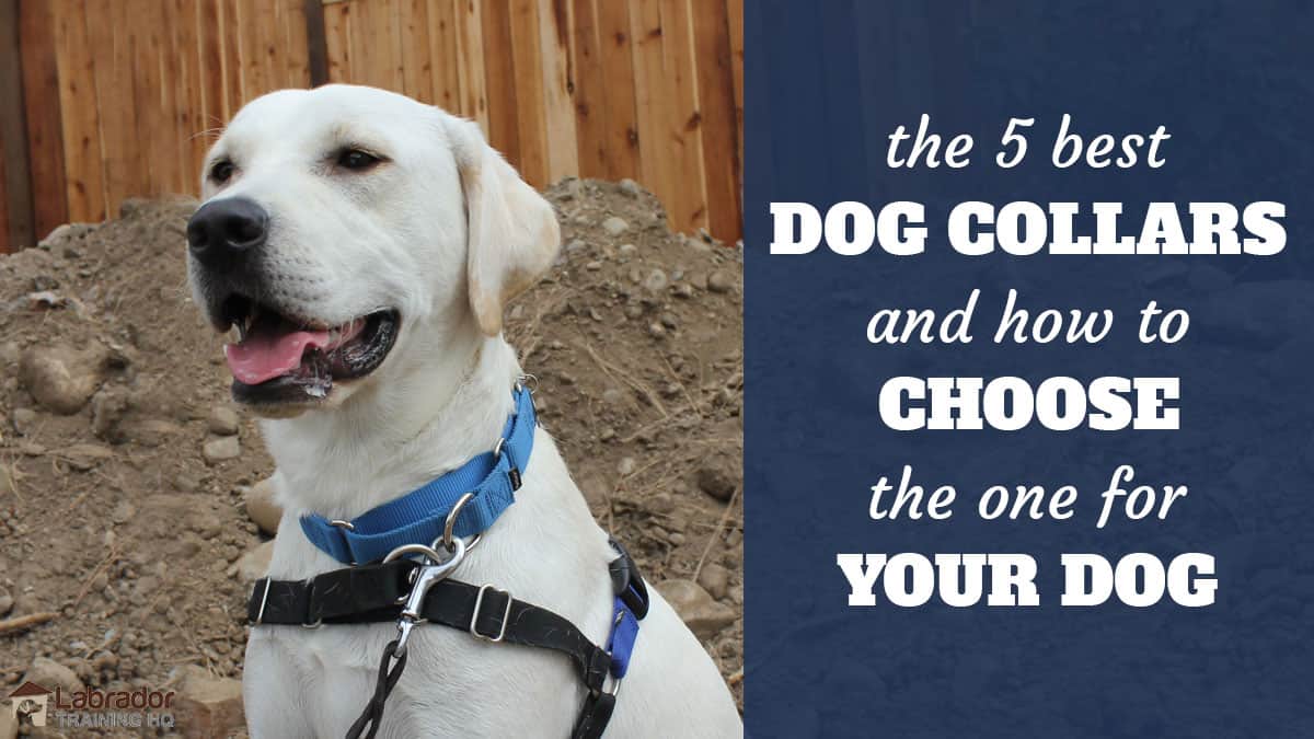 best dog collars and leashes