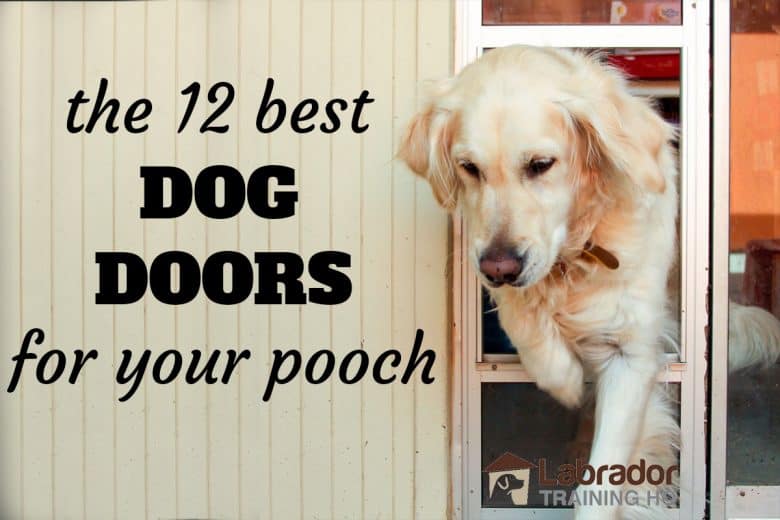 best dog doors 2018