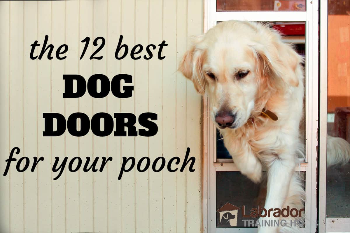 are dog doors safe for your pet