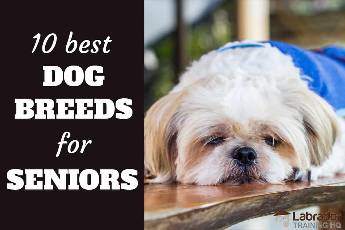 best dog breeds for retirees