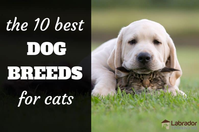 dogs breeds that get along with cats