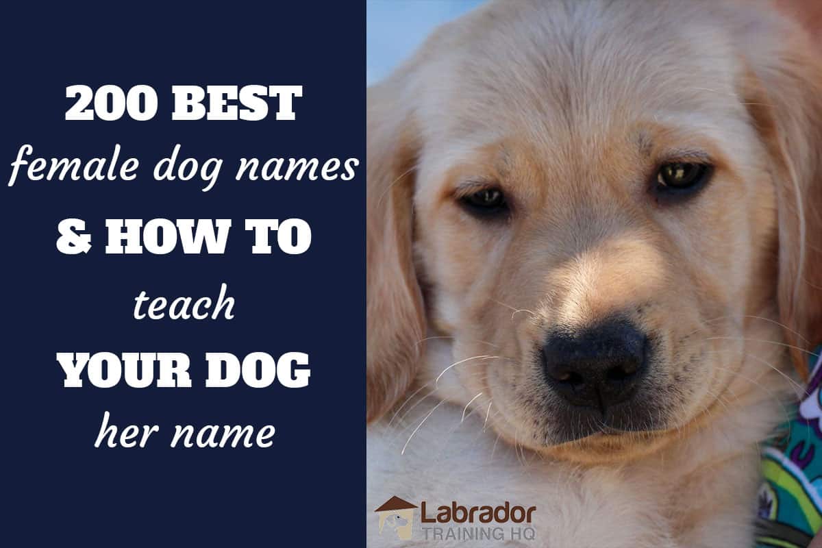 labrador puppy names female