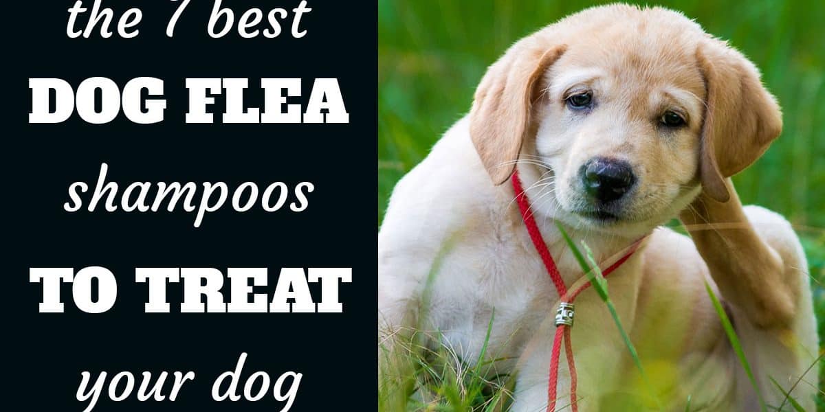 7 Best Dog Fleas Shampoos To Treat Your Dog - Labrador Retriever puppy itching behind his ear sitting in grass.