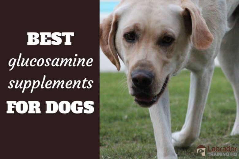 best senior dog joint supplement