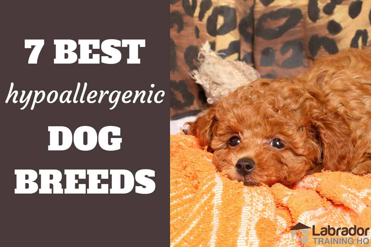 best hypoallergenic dog breeds