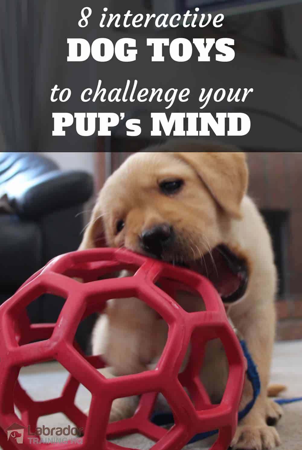 Meilleurs jouets interactifs pour chiens Chiot Lab jaune jouant avec une boule en nid d'abeille rouge. - 8 meilleurs jouets interactifs pour chiens pour défier l'esprit de votre chiot.