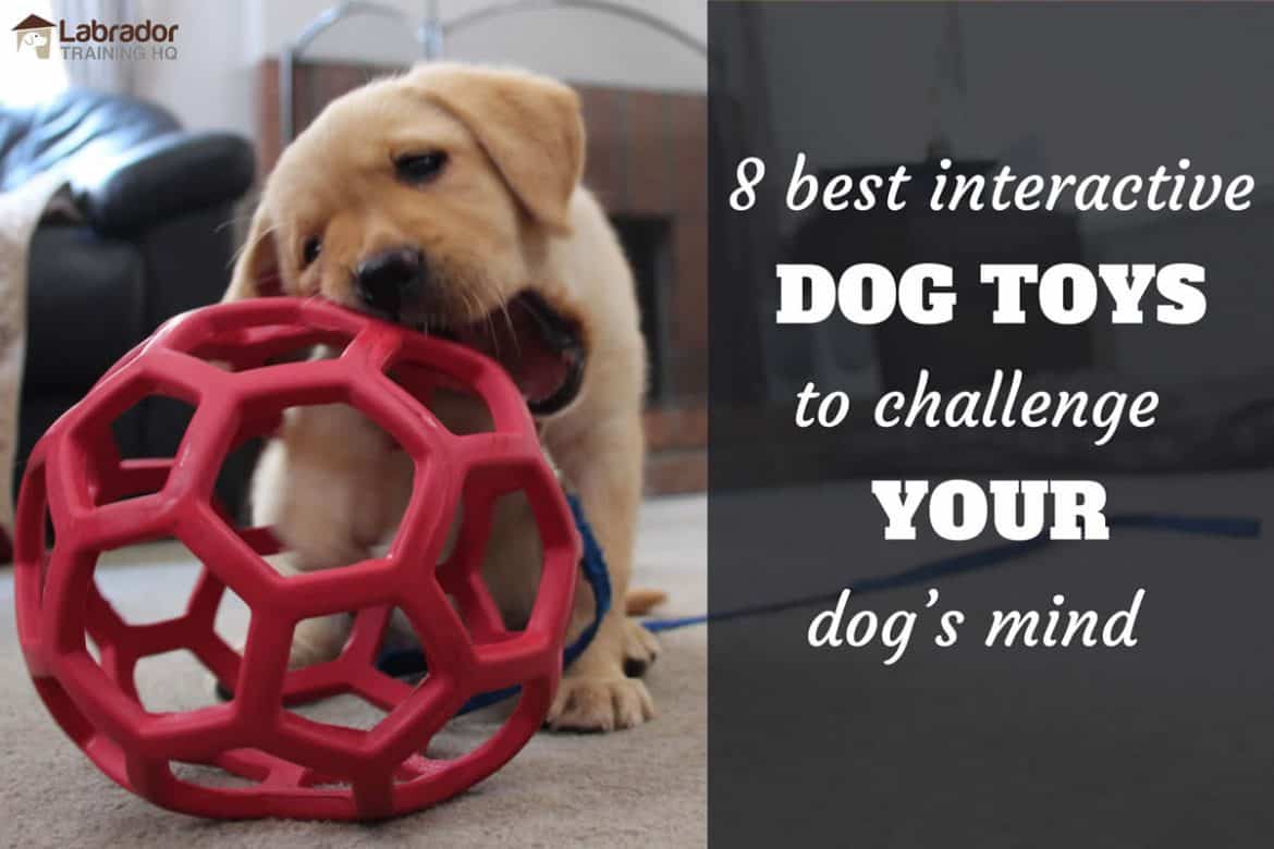 8 Best Interactive Dog Toys