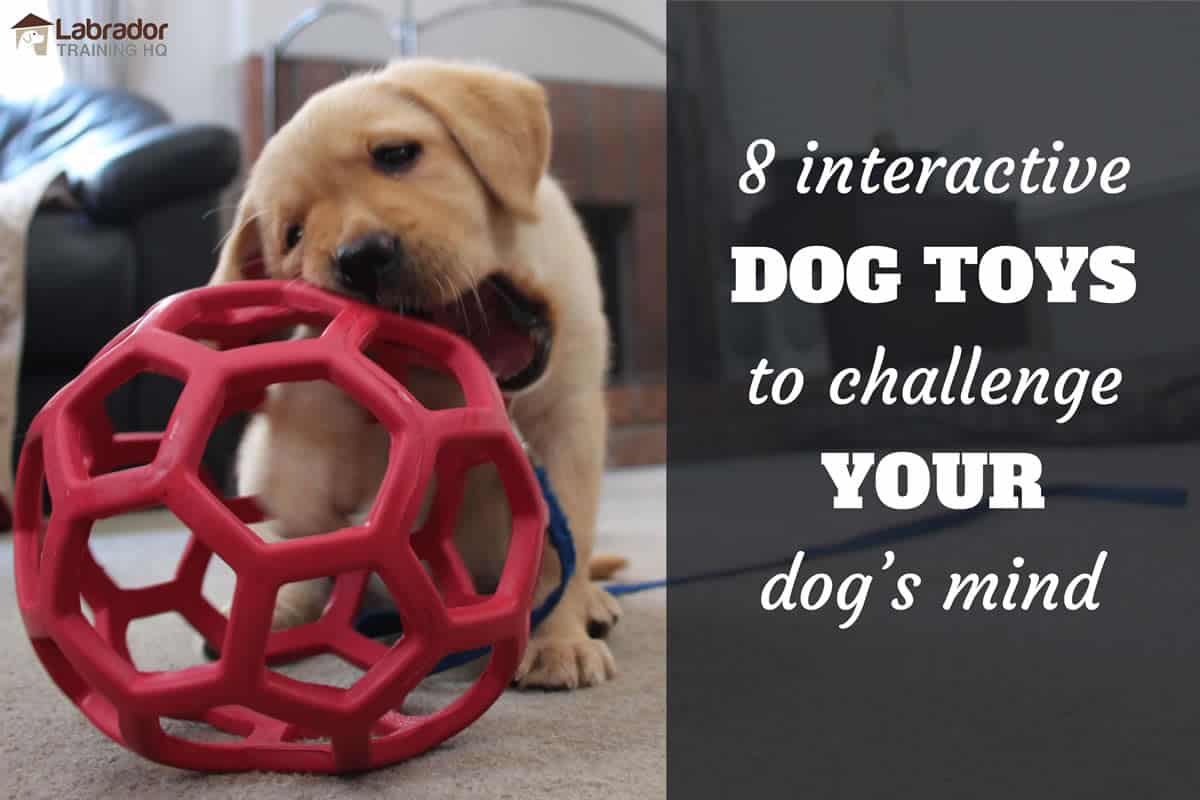 interactive dog toys