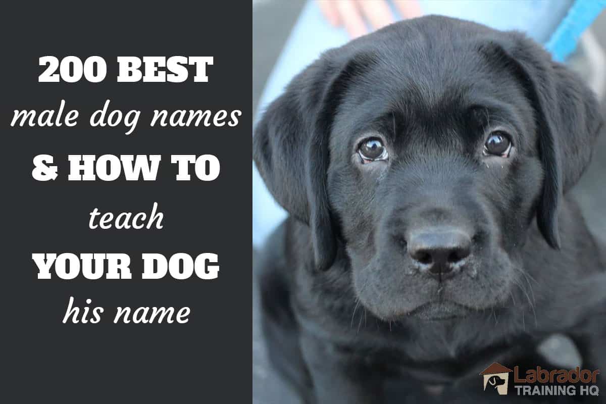 200 Best Male Dog Names And How To Teach Your Dog Their Name