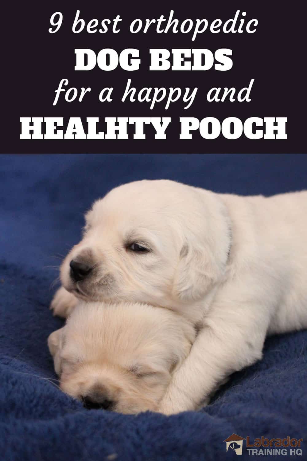 9 Beste orthopädische Hundebetten für einen glücklichen und gesunden Köter Zwei weiße Welpen, einer liegt mit dem Kopf auf dem anderen