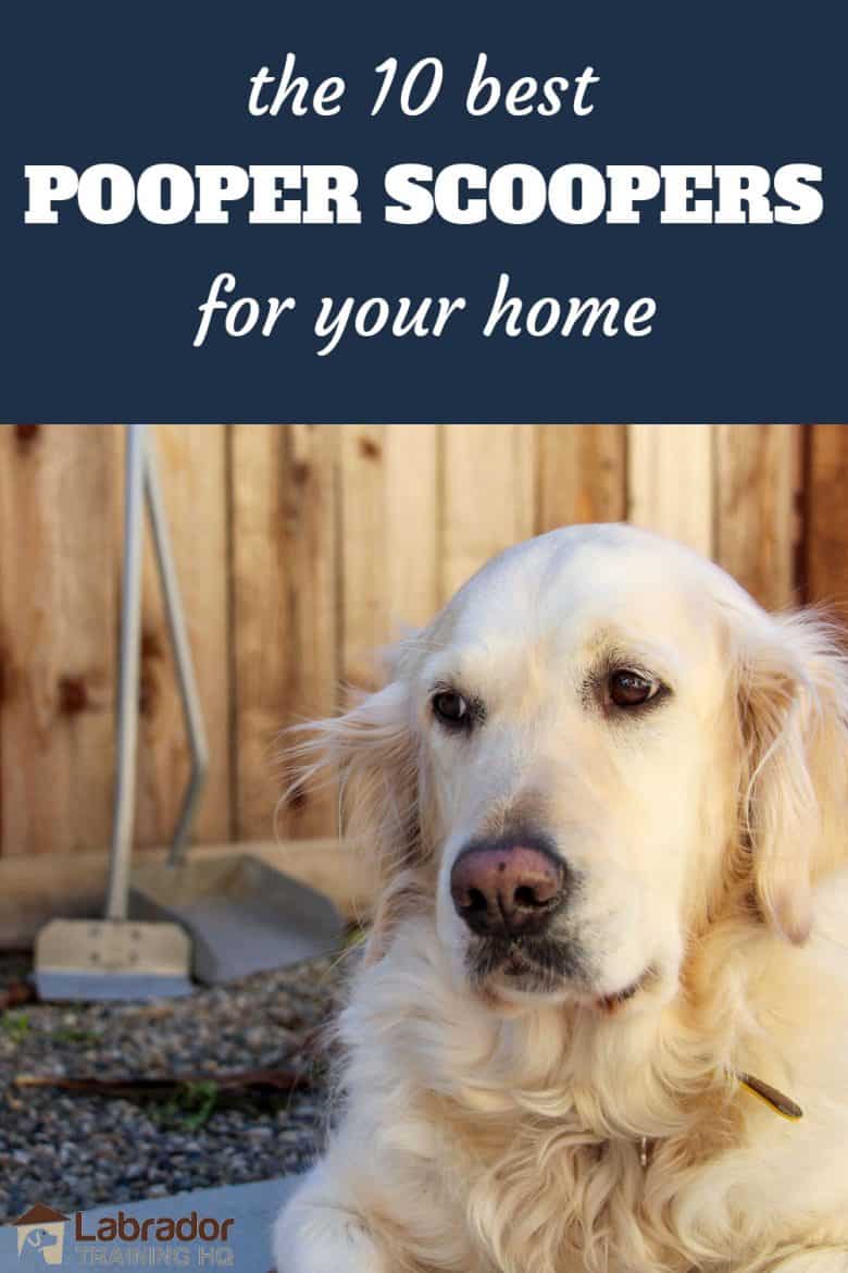 10 Best Pooper Scoopers To Easily Clean Up Your Dog’s Business