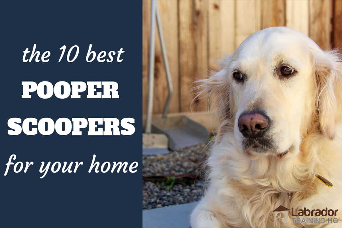 best pooper scooper for small dogs