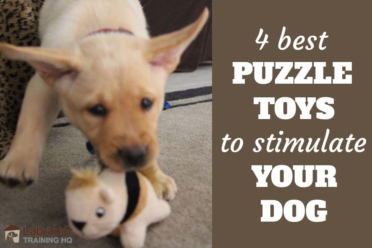best puzzle toy for dogs