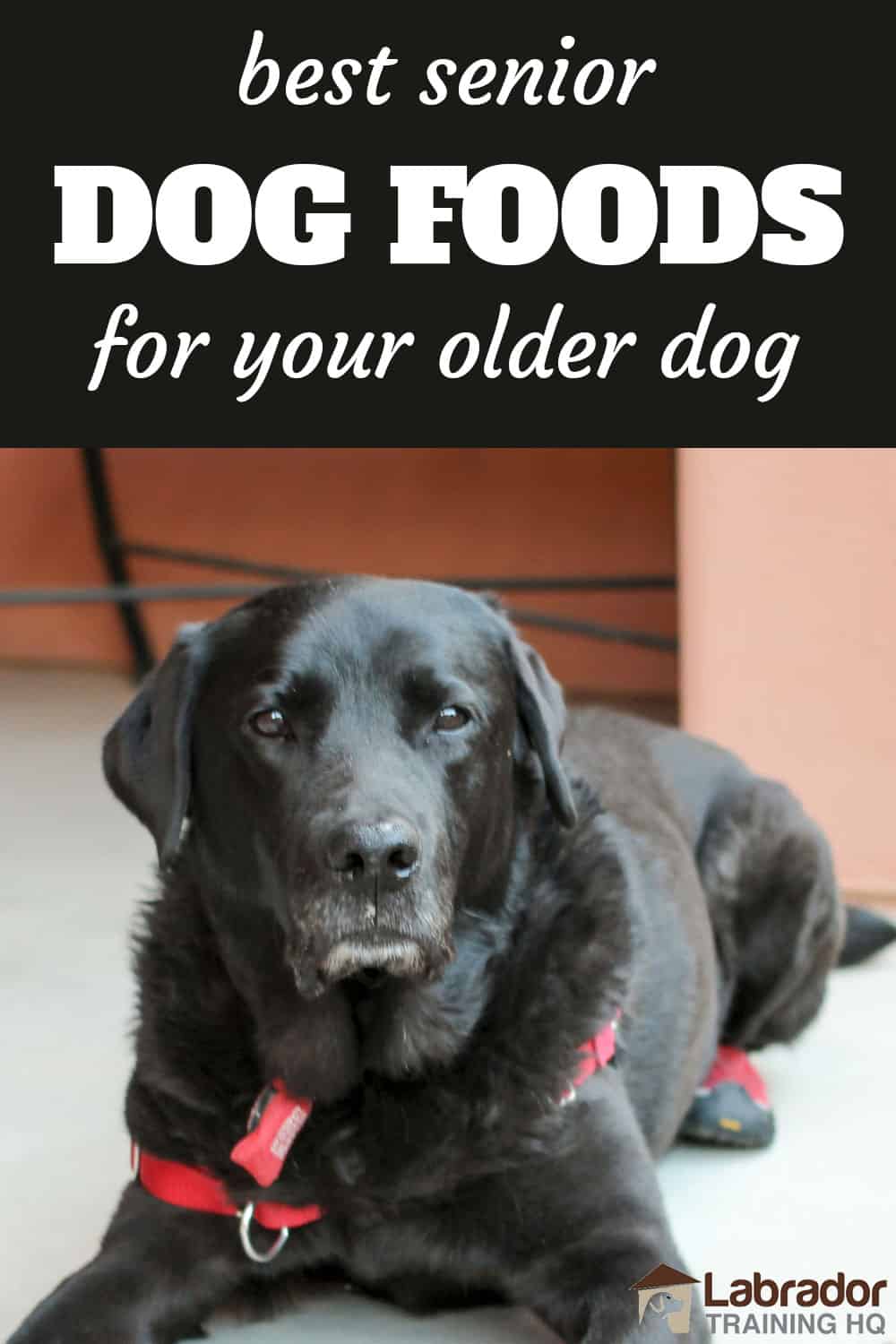 Best Senior Dog Food - Top 5 Rated Brands (For Older Dogs)