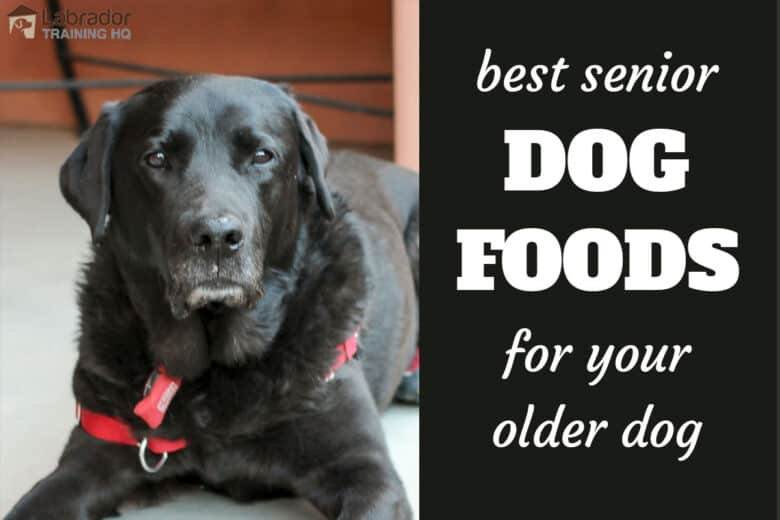 best senior dog food brands
