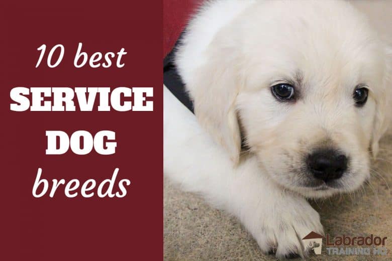 top breeds for service dogs