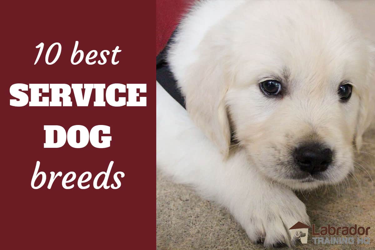 what qualifies a dog as a service dog