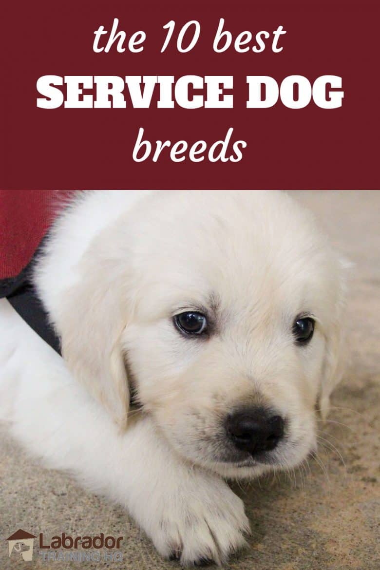 best dogs to train for service dogs