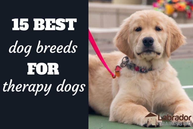 top 10 service dog breeds