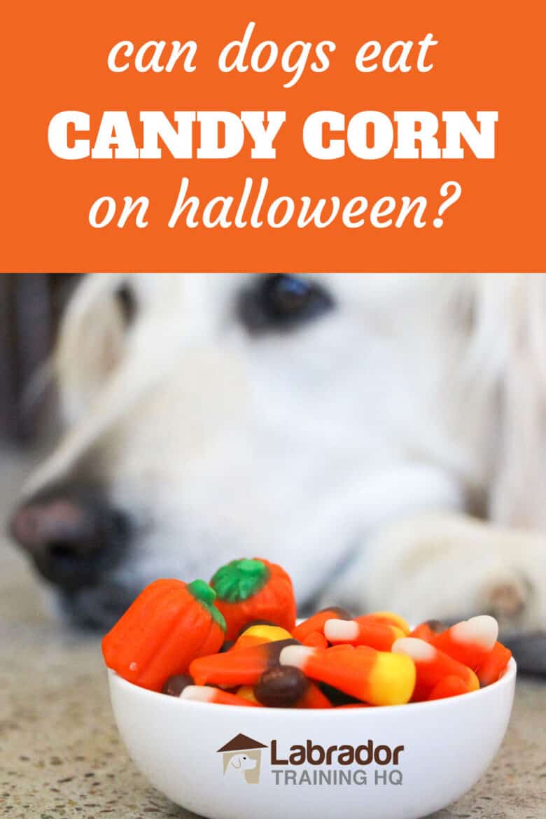 can dogs eat candy