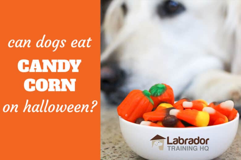 Can dogs have candy Clearance