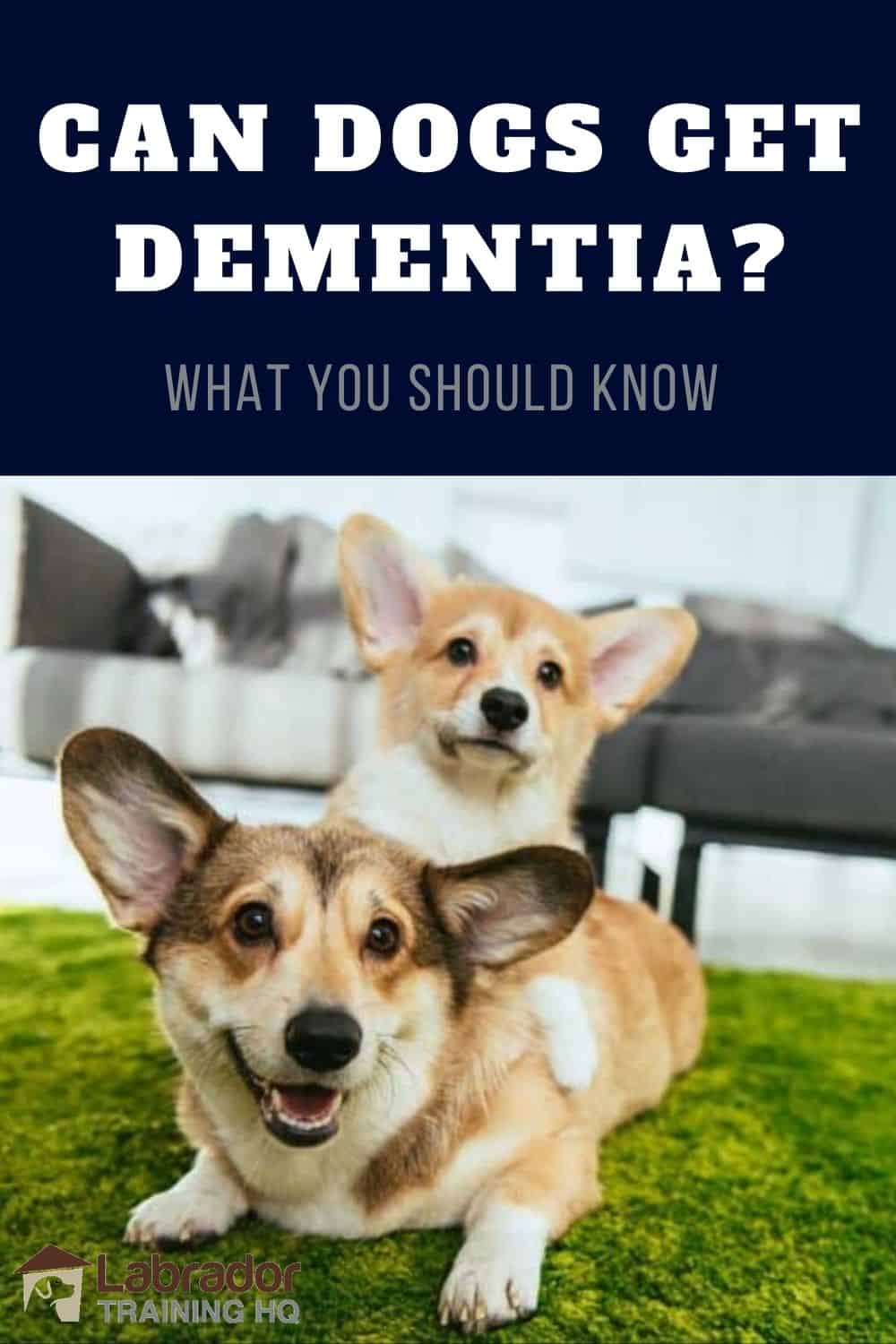 Can Dogs Get Dementia? Life Dog