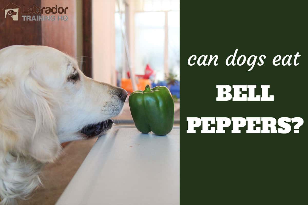 are bell peppers safe for dogs