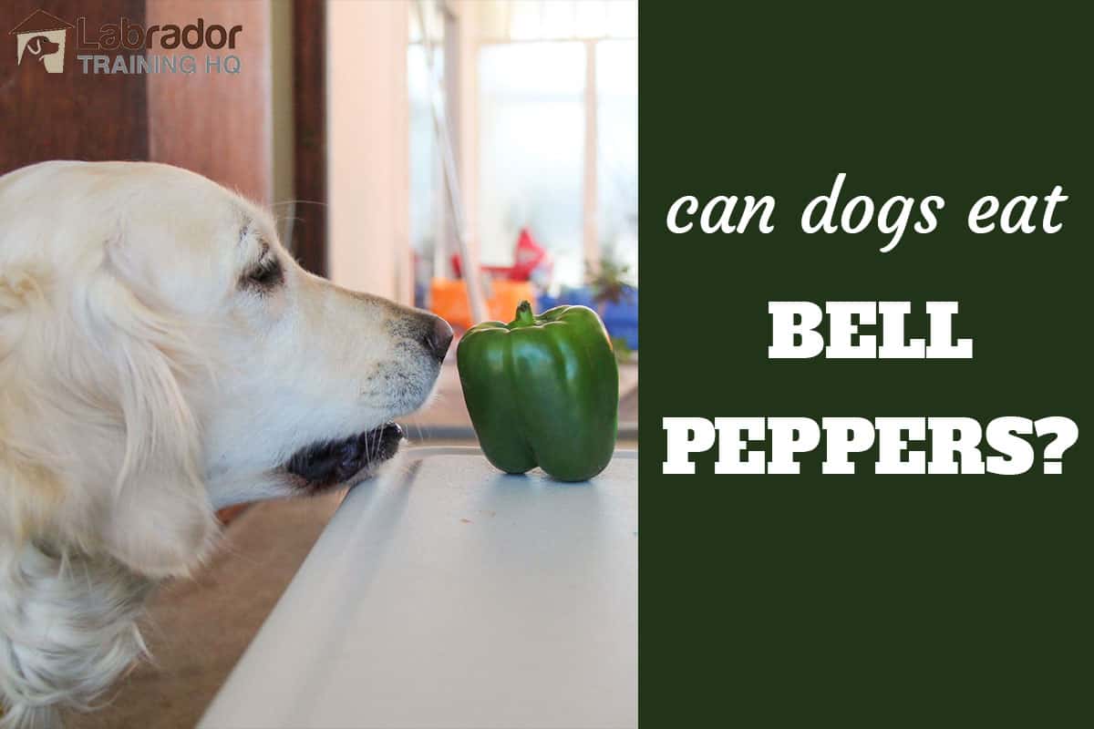 are red and green peppers bad for dogs