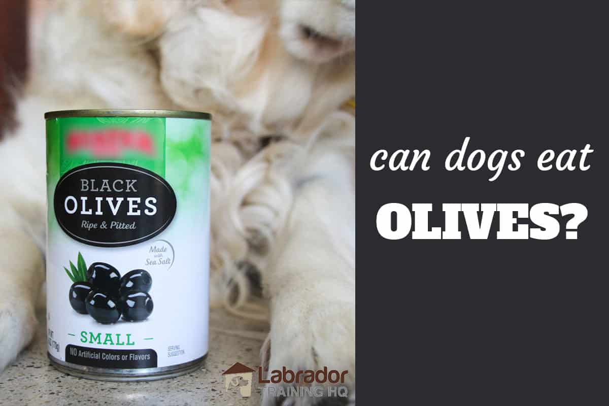 Can Dogs Eat Olives And How Can I Safely Give My Dog Olives
