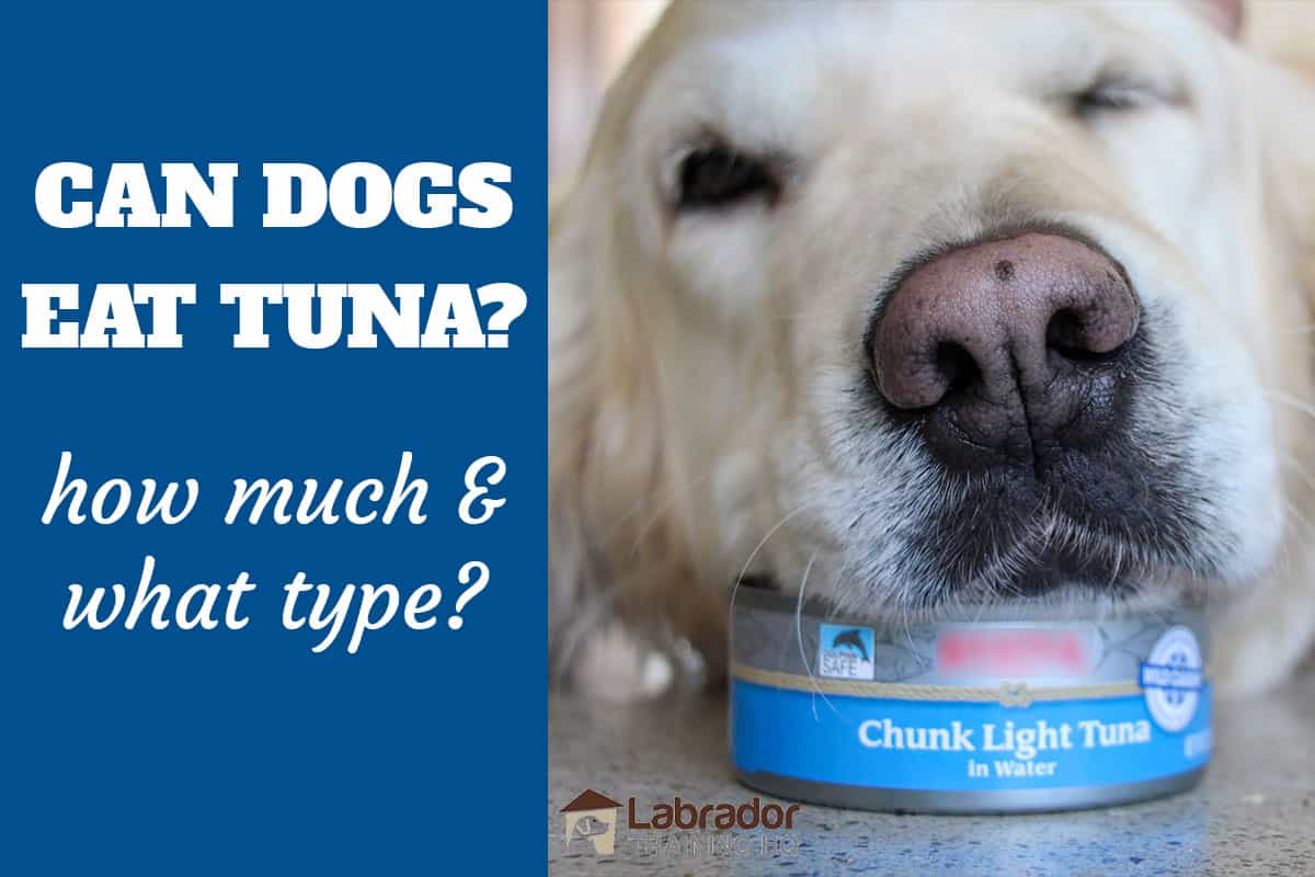 is it ok to give dogs tuna