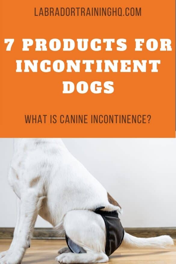 Essential Products For Managing Incontinent Dogs