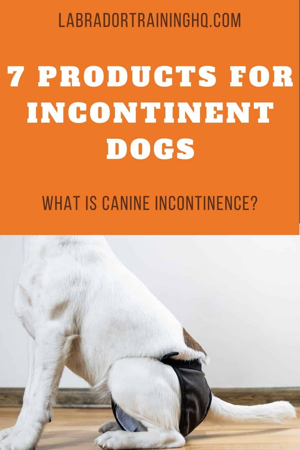 Essential Products For Managing Incontinent Dogs