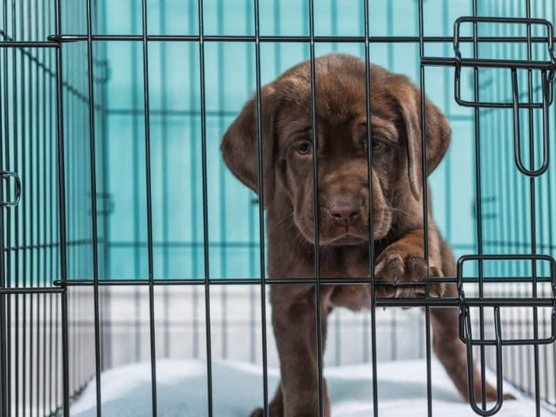 should you put puppy pads in the crate